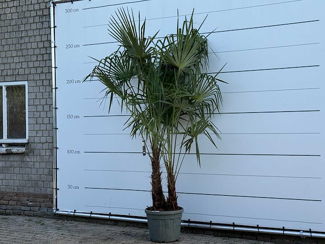 Chinese waaierpalm dubbele stam - trachycarpus fortunei - hoogte ca. 250 cm - afbeelding 3 van  6