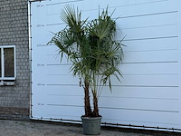 Chinese waaierpalm dubbele stam - trachycarpus fortunei - hoogte ca. 250 cm - afbeelding 3 van  6