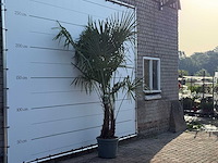 Chinese waaierpalm dubbele stam - trachycarpus fortunei - hoogte ca. 250 cm - afbeelding 4 van  6