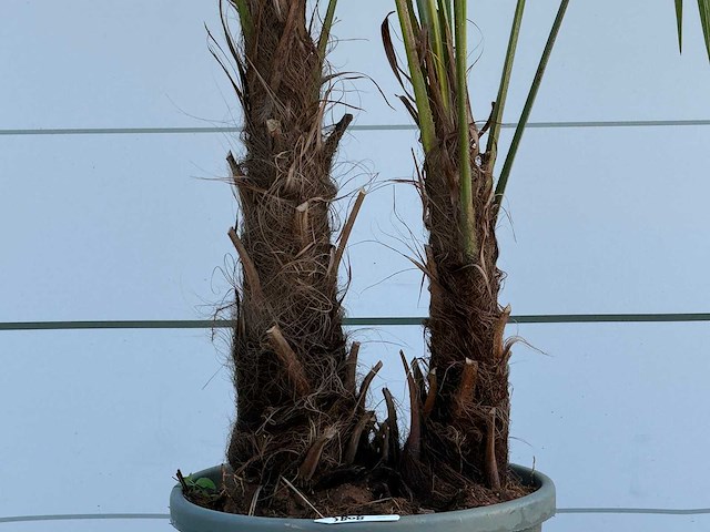 Chinese waaierpalm dubbele stam - trachycarpus fortunei - hoogte ca. 250 cm - afbeelding 5 van  6