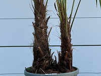 Chinese waaierpalm dubbele stam - trachycarpus fortunei - hoogte ca. 250 cm - afbeelding 5 van  6