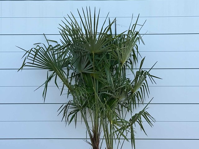 Chinese waaierpalm dubbele stam - trachycarpus fortunei - hoogte ca. 250 cm - afbeelding 6 van  6