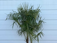 Chinese waaierpalm dubbele stam - trachycarpus fortunei - hoogte ca. 250 cm - afbeelding 6 van  6