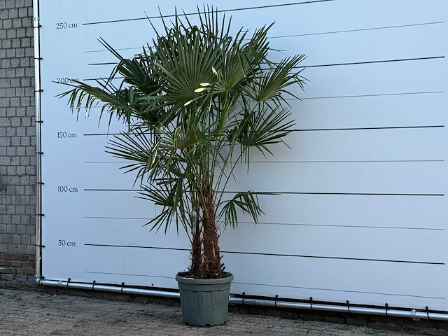 Chinese waaierpalm dubbele stam - trachycarpus fortunei - hoogte ca. 250 cm - afbeelding 1 van  3