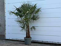 Chinese waaierpalm dubbele stam - trachycarpus fortunei - hoogte ca. 250 cm - afbeelding 1 van  3