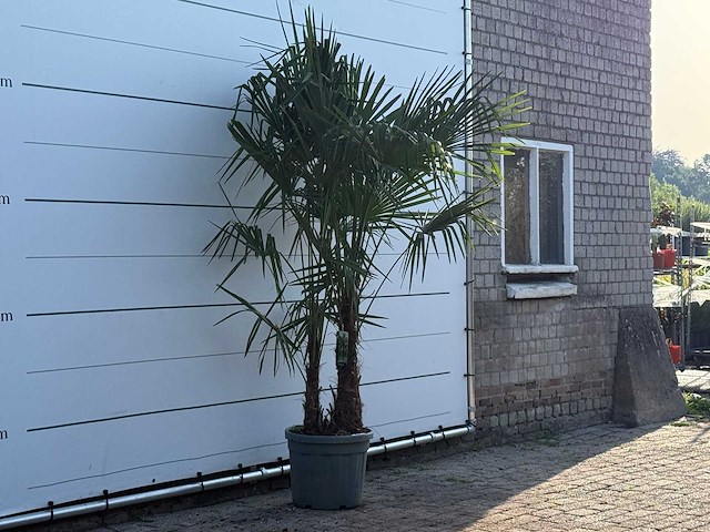 Chinese waaierpalm dubbele stam - trachycarpus fortunei - hoogte ca. 250 cm - afbeelding 2 van  3
