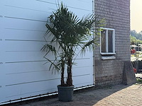 Chinese waaierpalm dubbele stam - trachycarpus fortunei - hoogte ca. 250 cm - afbeelding 2 van  3