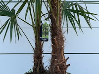 Chinese waaierpalm dubbele stam - trachycarpus fortunei - hoogte ca. 250 cm - afbeelding 3 van  3