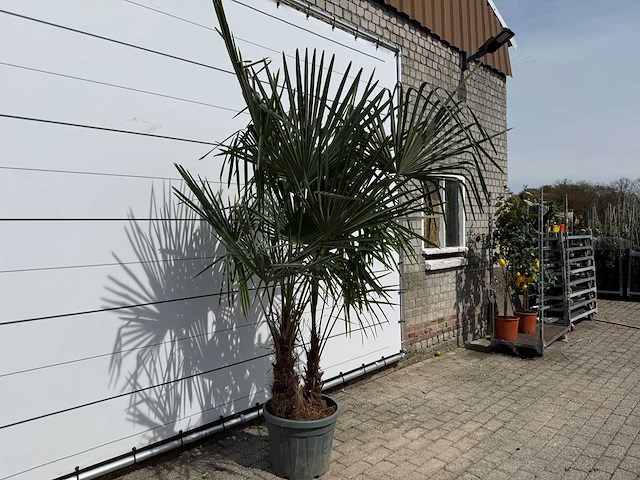 Chinese waaierpalm dubbele stam - trachycarpus fortunei - hoogte ca. 250 cm - afbeelding 4 van  5