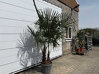 Chinese waaierpalm dubbele stam - trachycarpus fortunei - hoogte ca. 250 cm - afbeelding 4 van  5