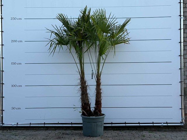 Chinese waaierpalm dubbele stam - trachycarpus fortunei - hoogte ca. 250 cm - afbeelding 1 van  5