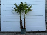 Chinese waaierpalm dubbele stam - trachycarpus fortunei - hoogte ca. 250 cm - afbeelding 1 van  5