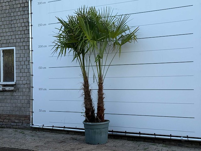 Chinese waaierpalm dubbele stam - trachycarpus fortunei - hoogte ca. 250 cm - afbeelding 2 van  5