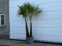Chinese waaierpalm dubbele stam - trachycarpus fortunei - hoogte ca. 250 cm - afbeelding 2 van  5