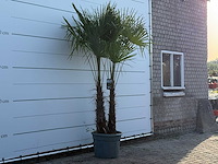 Chinese waaierpalm dubbele stam - trachycarpus fortunei - hoogte ca. 250 cm - afbeelding 3 van  5