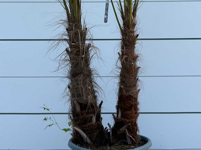 Chinese waaierpalm dubbele stam - trachycarpus fortunei - hoogte ca. 250 cm - afbeelding 4 van  5
