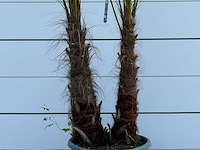 Chinese waaierpalm dubbele stam - trachycarpus fortunei - hoogte ca. 250 cm - afbeelding 4 van  5