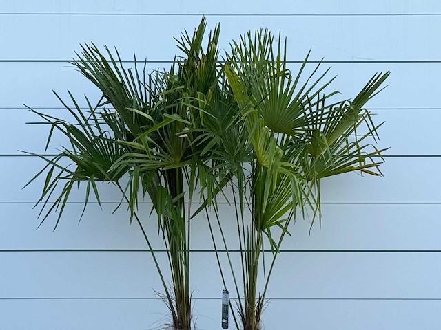 Chinese waaierpalm dubbele stam - trachycarpus fortunei - hoogte ca. 250 cm - afbeelding 5 van  5
