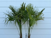 Chinese waaierpalm dubbele stam - trachycarpus fortunei - hoogte ca. 250 cm - afbeelding 5 van  5