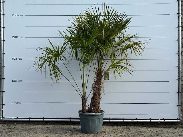 Chinese waaierpalm dubbele stam - trachycarpus fortunei - hoogte ca. 250 cm - afbeelding 1 van  4