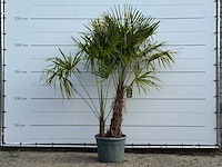 Chinese waaierpalm dubbele stam - trachycarpus fortunei - hoogte ca. 250 cm - afbeelding 1 van  4