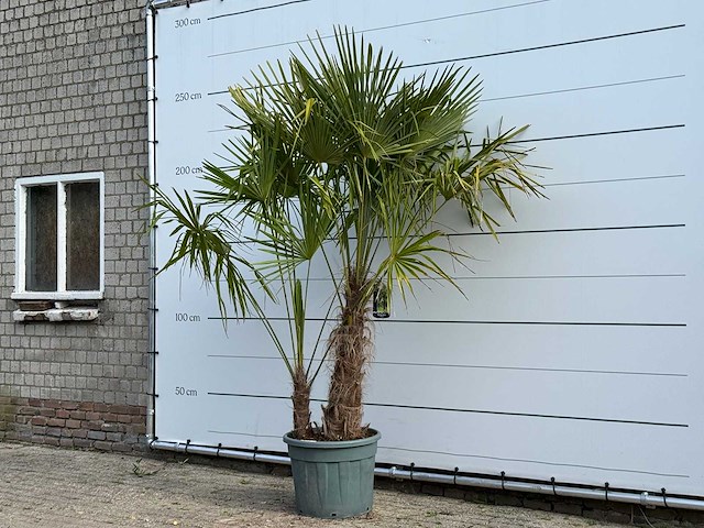 Chinese waaierpalm dubbele stam - trachycarpus fortunei - hoogte ca. 250 cm - afbeelding 2 van  4