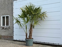 Chinese waaierpalm dubbele stam - trachycarpus fortunei - hoogte ca. 250 cm - afbeelding 2 van  4
