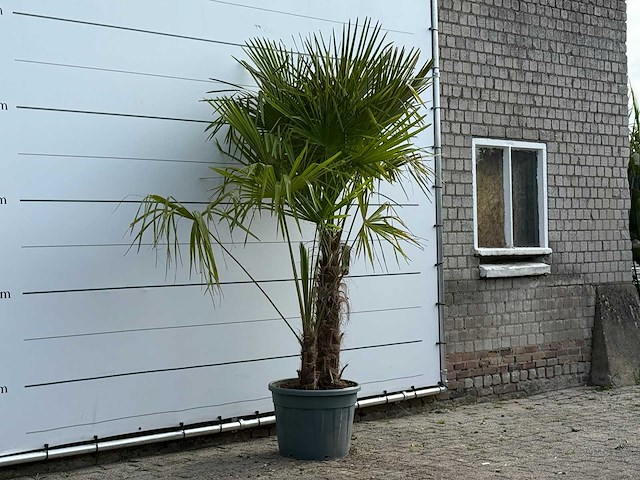 Chinese waaierpalm dubbele stam - trachycarpus fortunei - hoogte ca. 250 cm - afbeelding 3 van  4