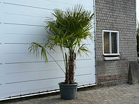 Chinese waaierpalm dubbele stam - trachycarpus fortunei - hoogte ca. 250 cm - afbeelding 3 van  4
