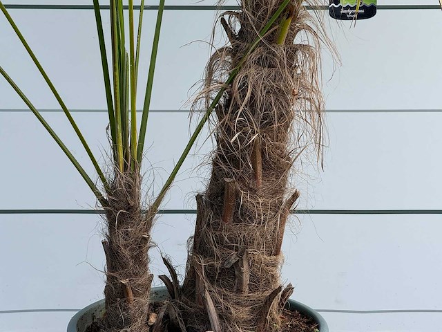 Chinese waaierpalm dubbele stam - trachycarpus fortunei - hoogte ca. 250 cm - afbeelding 4 van  4