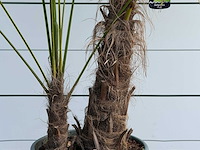 Chinese waaierpalm dubbele stam - trachycarpus fortunei - hoogte ca. 250 cm - afbeelding 4 van  4