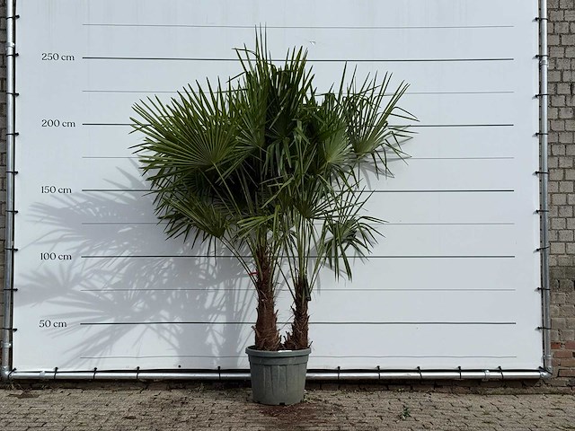 Chinese waaierpalm dubbele stam - trachycarpus fortunei - hoogte ca. 250 cm - afbeelding 1 van  4