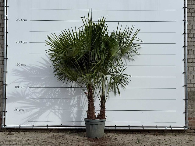 Chinese waaierpalm dubbele stam - trachycarpus fortunei - hoogte ca. 250 cm - afbeelding 2 van  4
