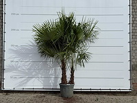 Chinese waaierpalm dubbele stam - trachycarpus fortunei - hoogte ca. 250 cm - afbeelding 2 van  4