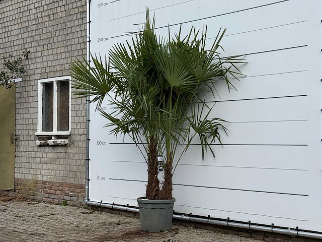Chinese waaierpalm dubbele stam - trachycarpus fortunei - hoogte ca. 250 cm - afbeelding 3 van  4