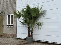 Chinese waaierpalm dubbele stam - trachycarpus fortunei - hoogte ca. 250 cm - afbeelding 3 van  4