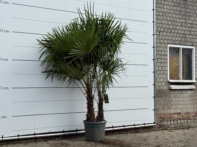 Chinese waaierpalm dubbele stam - trachycarpus fortunei - hoogte ca. 250 cm - afbeelding 4 van  4