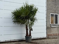Chinese waaierpalm dubbele stam - trachycarpus fortunei - hoogte ca. 250 cm - afbeelding 4 van  4