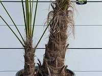 Chinese waaierpalm dubbele stam - trachycarpus fortunei - hoogte ca. 250 cm - afbeelding 4 van  4