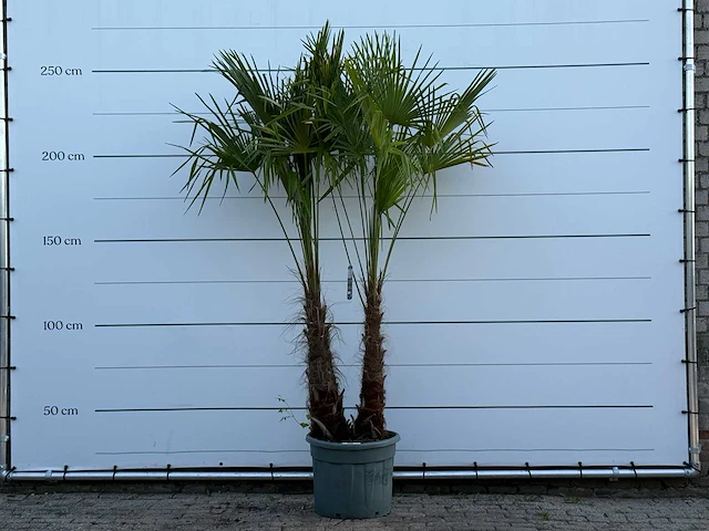 Chinese waaierpalm dubbele stam - trachycarpus fortunei - hoogte ca. 250 cm - afbeelding 1 van  4