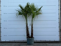 Chinese waaierpalm dubbele stam - trachycarpus fortunei - hoogte ca. 250 cm