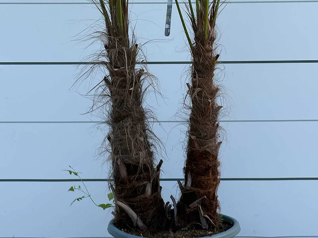 Chinese waaierpalm dubbele stam - trachycarpus fortunei - hoogte ca. 250 cm - afbeelding 3 van  4