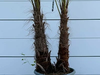Chinese waaierpalm dubbele stam - trachycarpus fortunei - hoogte ca. 250 cm - afbeelding 3 van  4