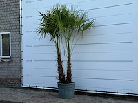 Chinese waaierpalm dubbele stam - trachycarpus fortunei - hoogte ca. 250 cm - afbeelding 4 van  4