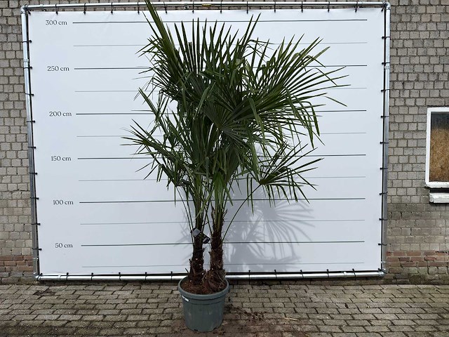 Chinese waaierpalm dubbele stam - trachycarpus fortunei - hoogte ca. 260 cm - afbeelding 1 van  7