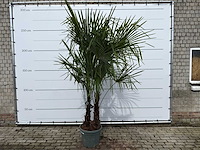Chinese waaierpalm dubbele stam - trachycarpus fortunei - hoogte ca. 260 cm - afbeelding 1 van  7