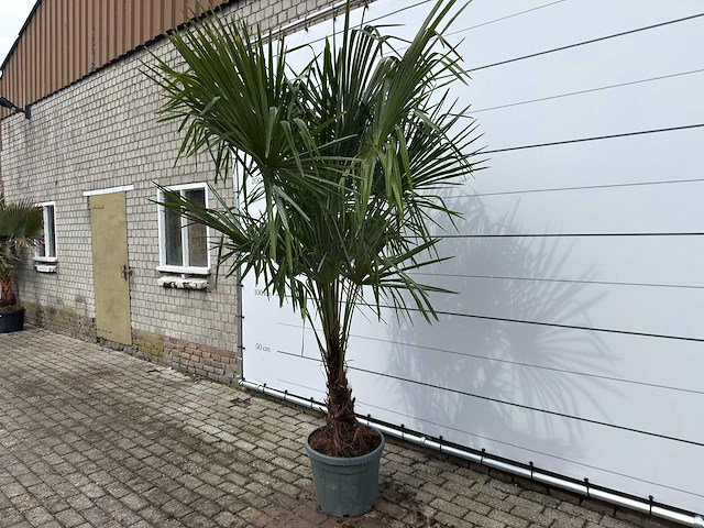 Chinese waaierpalm dubbele stam - trachycarpus fortunei - hoogte ca. 260 cm - afbeelding 2 van  7