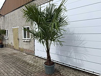 Chinese waaierpalm dubbele stam - trachycarpus fortunei - hoogte ca. 260 cm - afbeelding 2 van  7