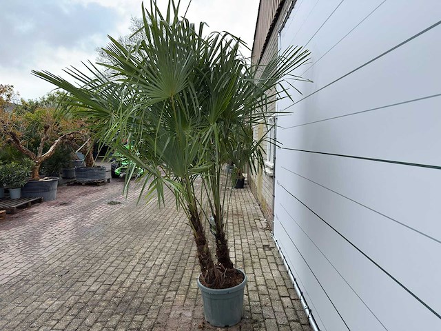 Chinese waaierpalm dubbele stam - trachycarpus fortunei - hoogte ca. 260 cm - afbeelding 3 van  7