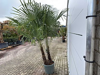 Chinese waaierpalm dubbele stam - trachycarpus fortunei - hoogte ca. 260 cm - afbeelding 4 van  7